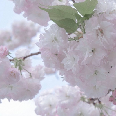 乐都福瑞交流群